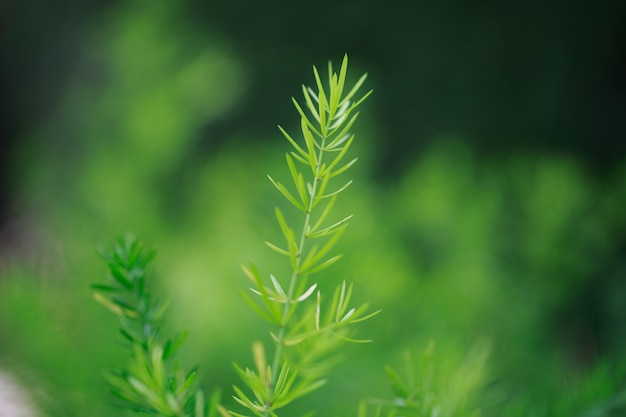 Vegetazione foresta pluviale natura paesaggio lussureggiante