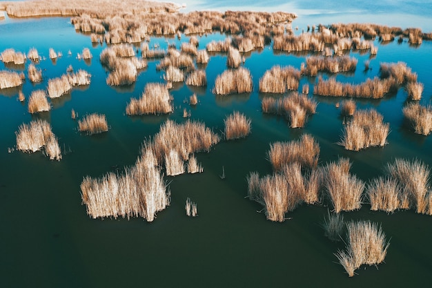 Free photo vegetation at the shore of the sea