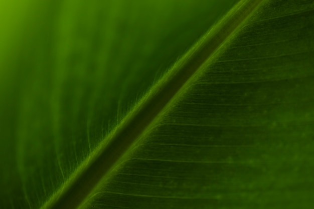 Veins on tropical leaf