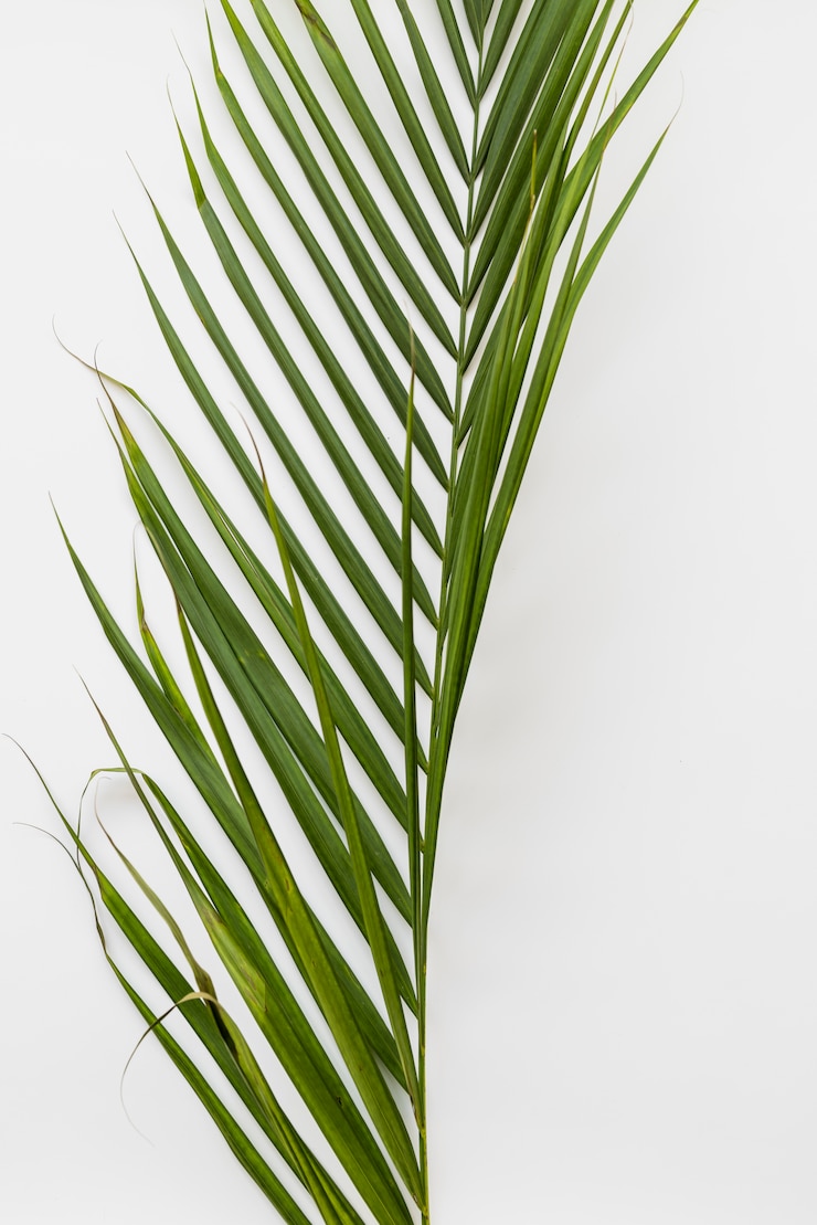 Free Photo verdant fresh plant branch