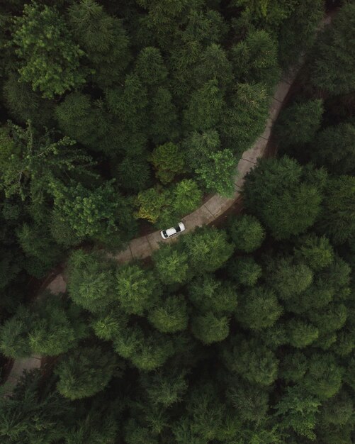Vertical aerial shot of a car riding through a road in the forest with tall green dense trees