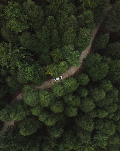 背の高い緑の密な木々のある森の道路を走る車の垂直空中ショット