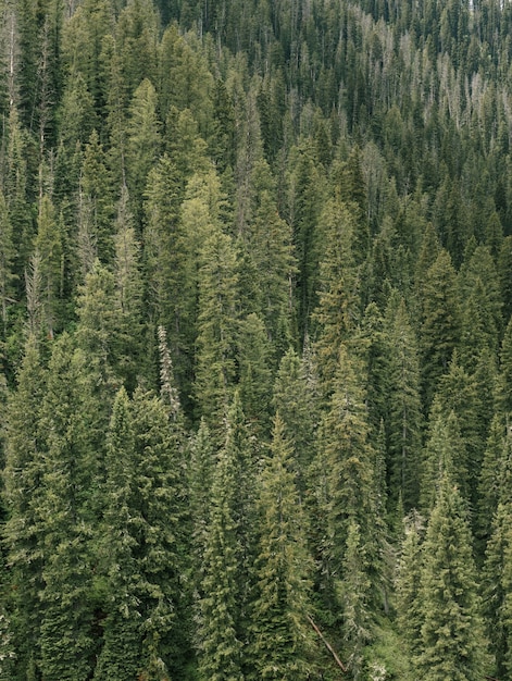 Vertical aerial shot of green and full spruce-fir forest during daylight