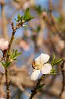 Free photo vertical  of a bee on an apricot blossom in a garden under the sunlight with a blurry wall