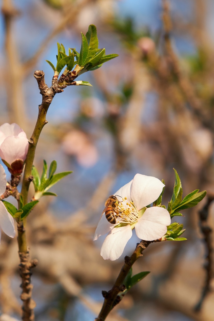 免費 Photo 垂直的蜜蜂在<unk>花花在陽光下的花園裡,牆壁是模糊的