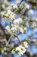 Free photo vertical  of a bee on an apricot blossom in a garden under the sunlight