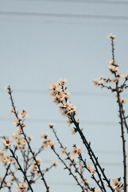 Vertical closeup of a beautiful cherry blossom in the evening