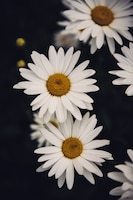 Vertical closeup  of beautiful daisy flowers