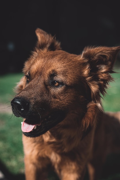 Vertical closeup of the brown dog in the park