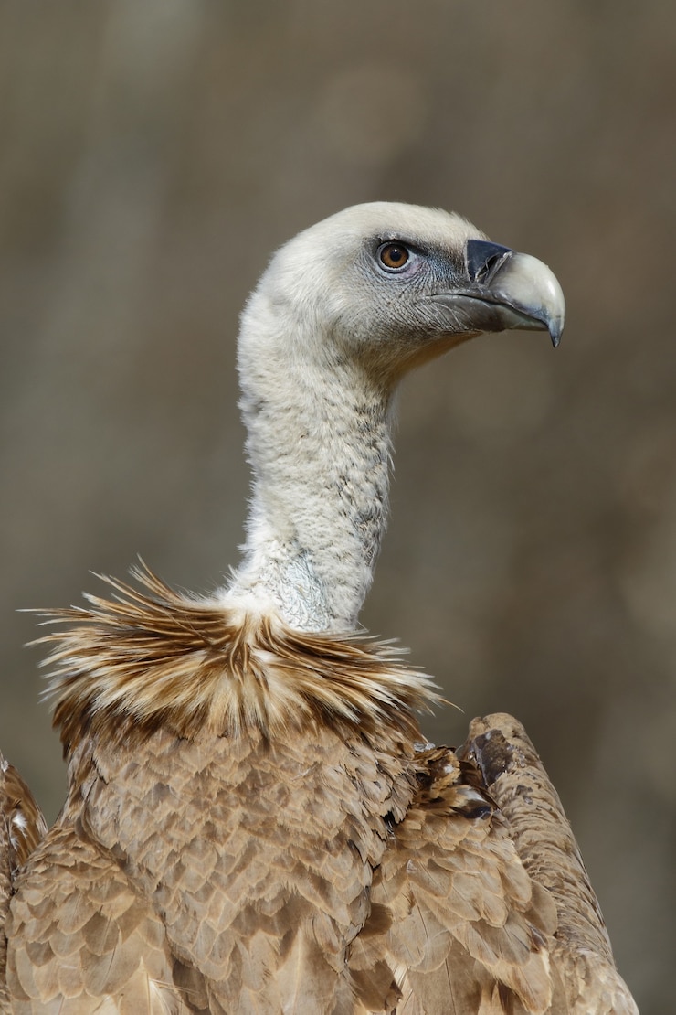 Free Photo vertical closeup of a cape vulture under the sunlight at daytime on a blurred space