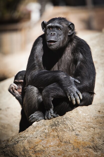 Vertical closeup of chimpanzees sitting on a rock during a sunny day