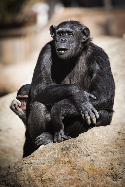 晴れた日に岩の上に座っているチンパンジーの垂直のクローズアップ
