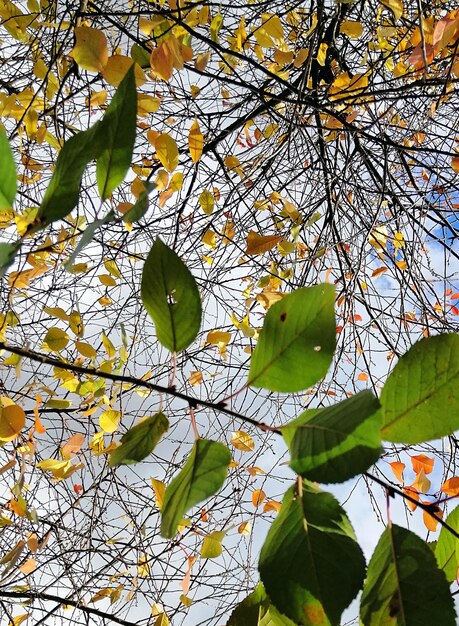 Vertical closeup of colorful leaves on tree branches under a cloudy sky during the autumn in Poland