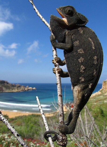 Vertical closeup of a common chameleon on a tree branch in Ghajn Tuffieha Bay in Malta