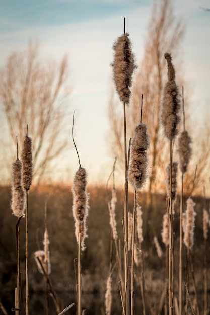 Free photo vertical closeup of common reeds under the sunlight