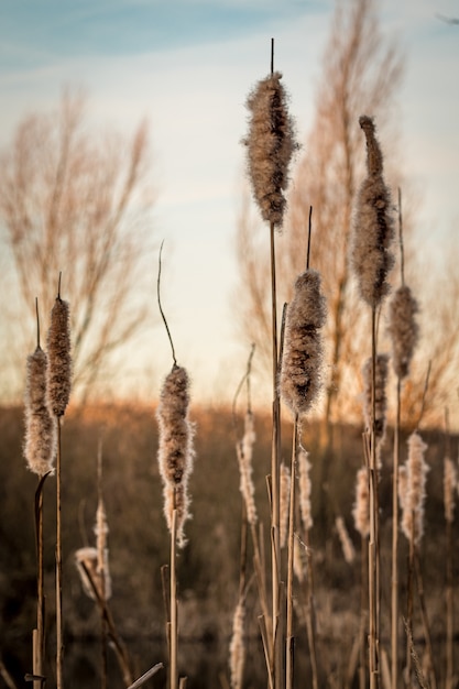 Vertical closeup of common reeds under the sunlight