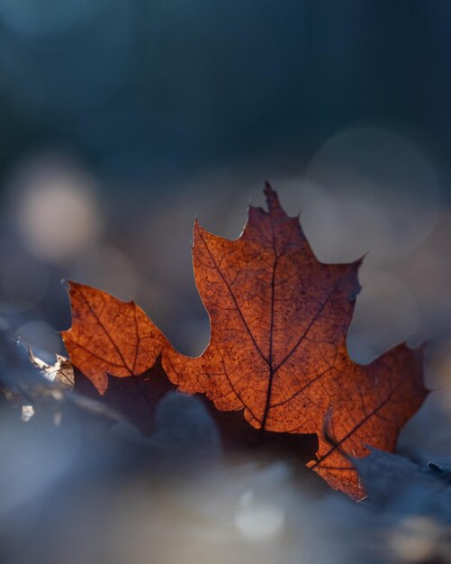 Vertical closeup of the dry maple leaf