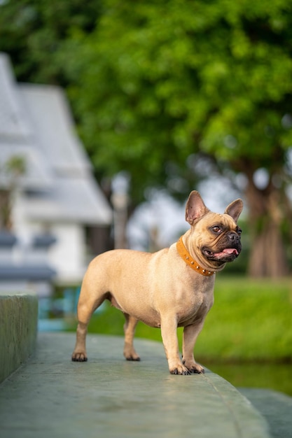 Vertical closeup of a fawn French bulldog standing on the stairs outdoors