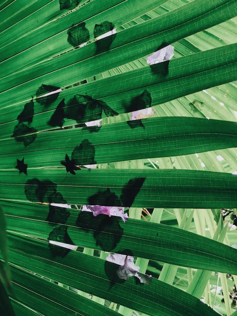 Vertical closeup of fern leaves with flower shadows on them under the sunlight