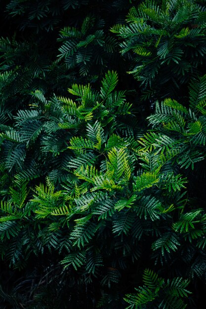 Vertical closeup of ferns