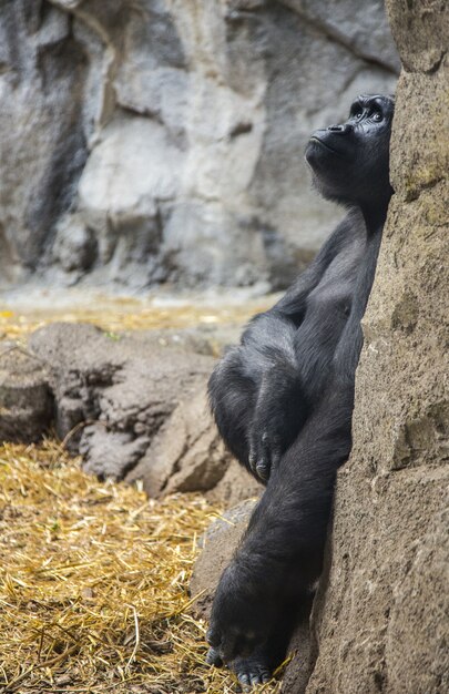 Vertical closeup of a gorilla sitting on a rock looking at the sky in a zoo