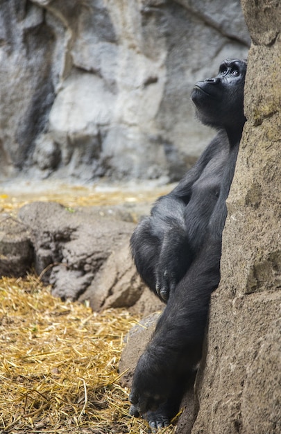 Vertical closeup of a gorilla sitting on a rock looking at the sky in a zoo