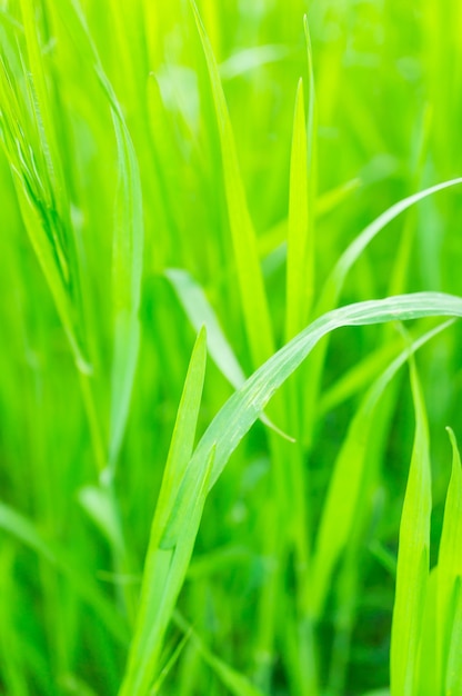Vertical closeup of grass in a field under the sunlight with a blurry background