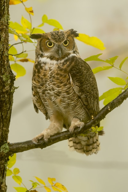 Free photo vertical closeup of a great horned owl standing on a tree branch under the sunlight