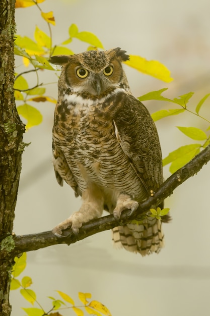 日光の下で木の枝に立っているアメリカワシミミズクの垂直クローズアップ