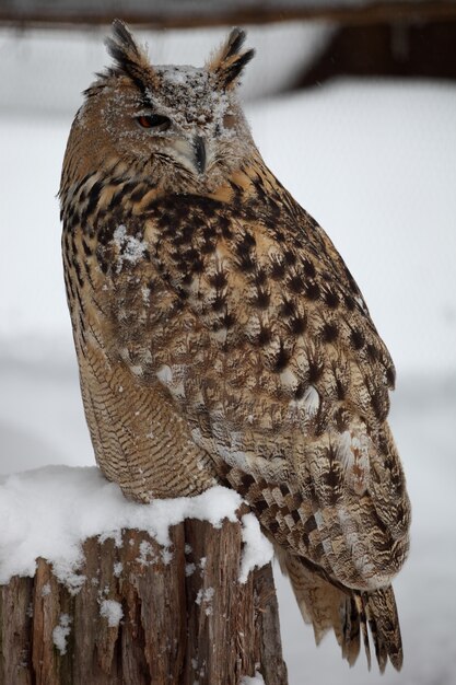 降雪時に森の上に立っているアメリカワシミミズクの垂直クローズアップ