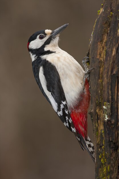 Vertical closeup of a great spotted woodpecker on a tree under the sunlight with a blurry space