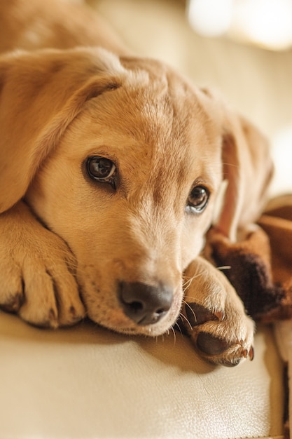 キャマーを見ている小さな茶色の犬の頭の垂直のクローズアップ