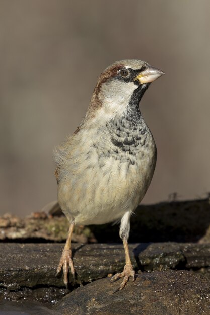 Vertical closeup of a house sparrow standing on the rocks under the sunlight
