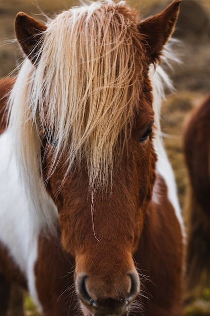 日光の下でアイスランドの馬の垂直のクローズアップ