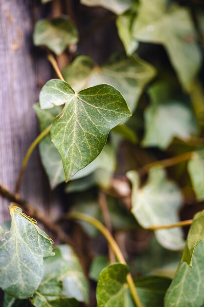 Vertical closeup of ivy leaves under the sunlight