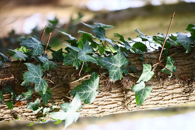 아이비의 수직 근접 촬영은 햇빛 아래 나무에 나뭇잎