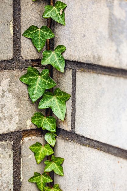 Free photo vertical closeup of ivy leaves on the wall under the sunlight at daytime