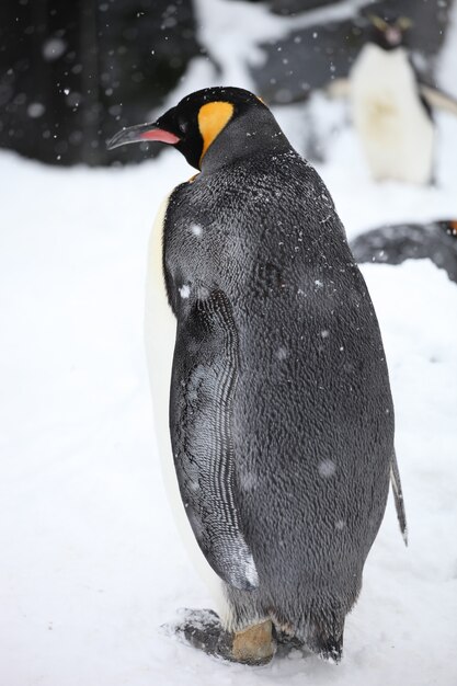 Vertical closeup of a king penguin standing on the ground covered in the snow