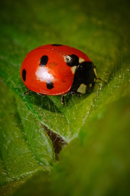 Vertical closeup of a Ladybird beetle on a leaf