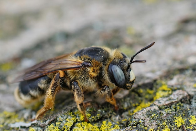 Vertical closeup on a large blue eyed female mining bee, Melittu