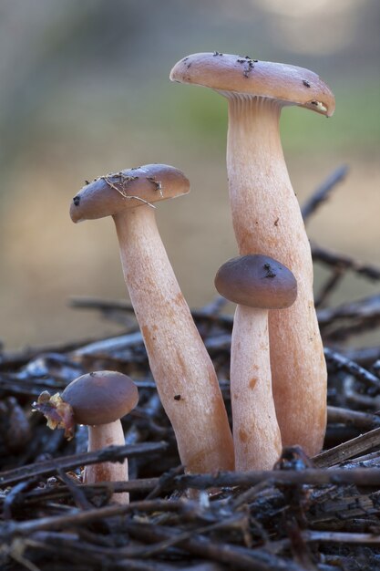 Vertical closeup of magic mushrooms on the ground covered in tree branches under the sunlight