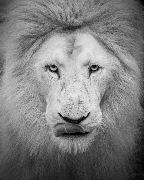 Vertical closeup of the male lion