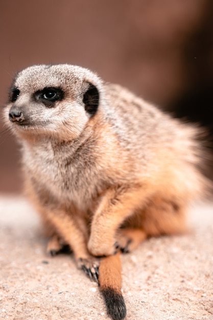 Vertical closeup of a Meerkat sitting on a rock under the sunlight