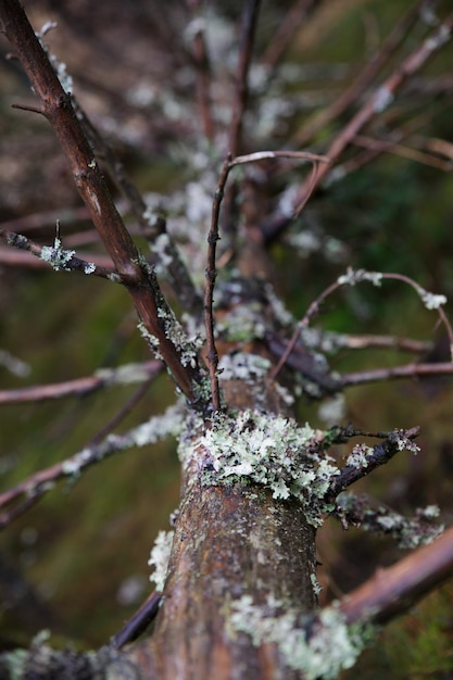 Vertical closeup of the moss covering the trunk of a bare tree