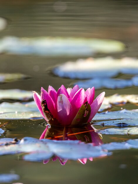 Vertical closeup of a pink water lily on the lake under the sunlight