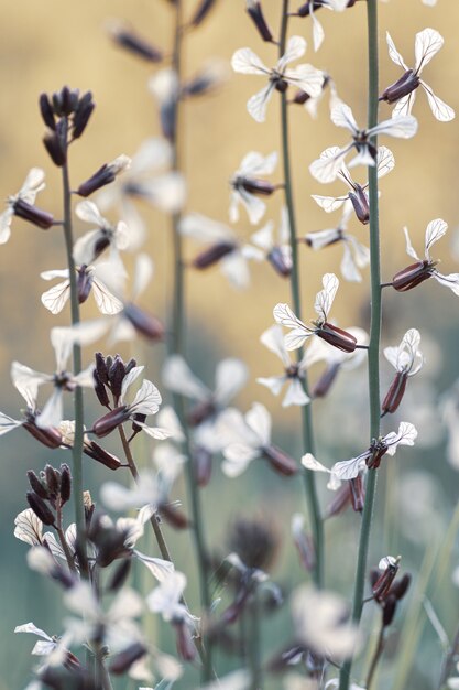 흰 꽃과 식물의 수직 근접 촬영