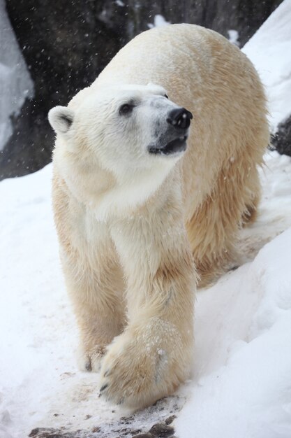 Вертикальный крупный план белого медведя под солнечным светом во время снегопада