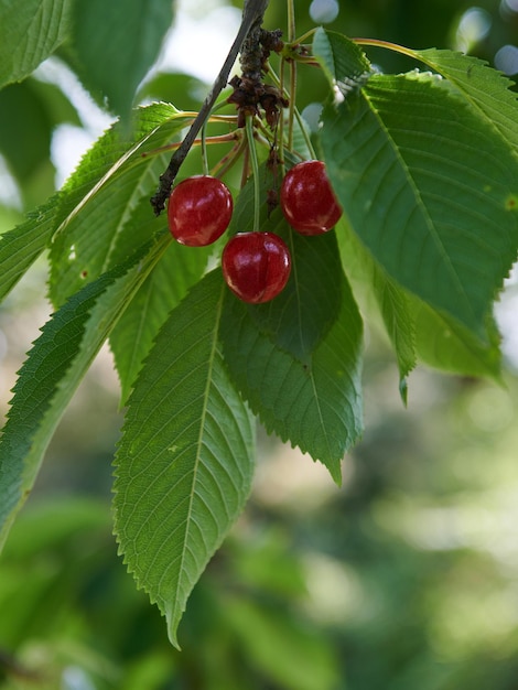 Vertical closeup of the red cherries on the tree
