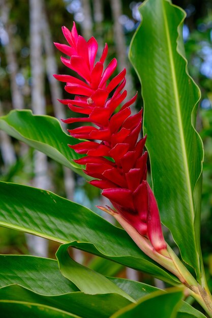 日光の下でフィールドに赤い生姜の花の垂直クローズアップ