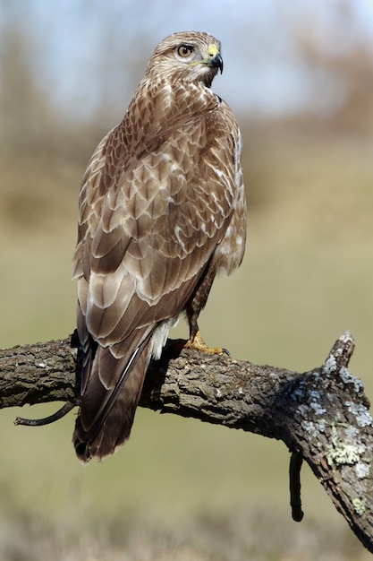 Vertical closeup of a red-tailed hawk on a branch under the sunlight with a blurry space